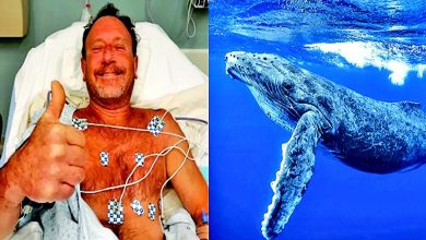 હેં... ખરેખર?! : વહેલના મોઢામાંથી જીવતા બહાર આવ્યા!