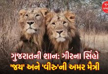 Lion duo Jai and Veeru of Gir national park die PM Modi