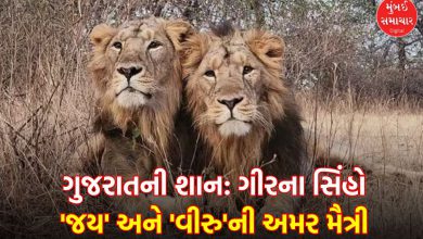 Lion duo Jai and Veeru of Gir national park die PM Modi