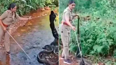 It took this man only six minutes to tame a 20 kg, 15 feet long cobra, the video went viral...