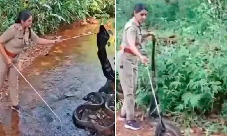 It took this man only six minutes to tame a 20 kg, 15 feet long cobra, the video went viral...