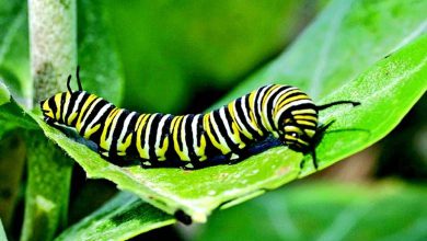 એક જીપ સરકારી ને ત્રણ ઇયળની સવારી... શરદ જોશી સ્પીકિંગ - સંજય છેલ