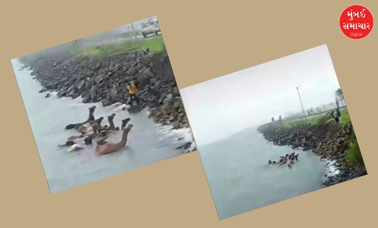 A thrilling sea voyage by a special breed of camels from Kandla Port to Vadinar Port in Dwarka