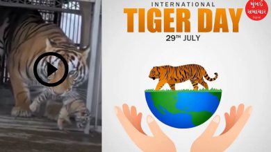 એક વાઘણ તેના બચ્ચાને લોકોની ભીડથી દૂર ખેંચીને લઈ જાય છે, જે માતૃપ્રેમ દર્શાવે છે.