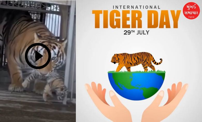 એક વાઘણ તેના બચ્ચાને લોકોની ભીડથી દૂર ખેંચીને લઈ જાય છે, જે માતૃપ્રેમ દર્શાવે છે.
