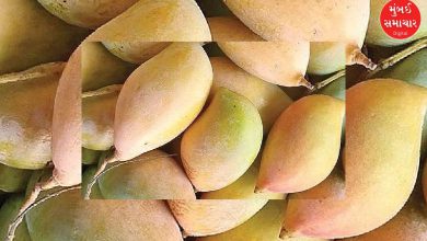Centre should bear the cost of purchasing Totapuri mangoes from the state: Andhra Pradesh