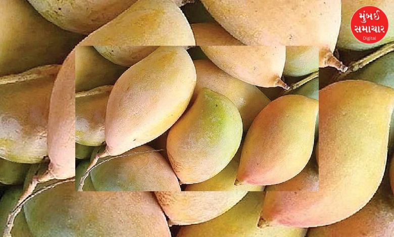 Centre should bear the cost of purchasing Totapuri mangoes from the state: Andhra Pradesh