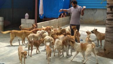 યુનિવર્સિટી કેમ્પસમાં પ્રાણીઓને મળશે ખોરાક અને આશ્રય; UGCએ આપ્યા નિર્દેશ