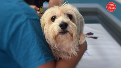 સુરેન્દ્રનગરનાં સાયલામાં 7.50 કરોડનાં ખર્ચે એનિમલ હોસ્પિટલ બનશે