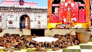 વિશેષ : એક એવું મંદિર, જ્યાં મૂષકોનો આરોગેલો પ્રસાદ ભક્તો પણ આરોગે છે!