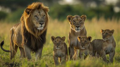 Not tigers but 14 wild animals rode together on 'Tiger Day', pictures go viral