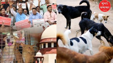 The government will have to spend Rs 15,000 crore to keep 3 lakh stray dogs in Delhi, BJP leader slams Supreme Court order