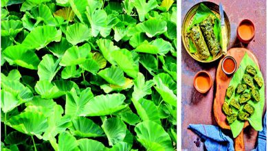 સ્વાસ્થ્ય સુધા : હૃદય આકારના અળવીના પાનમાં છે સ્વાદની સાથે સેહતનો ખજાનો...