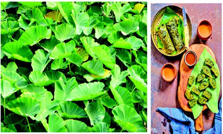 સ્વાસ્થ્ય સુધા : હૃદય આકારના અળવીના પાનમાં છે સ્વાદની સાથે સેહતનો ખજાનો...