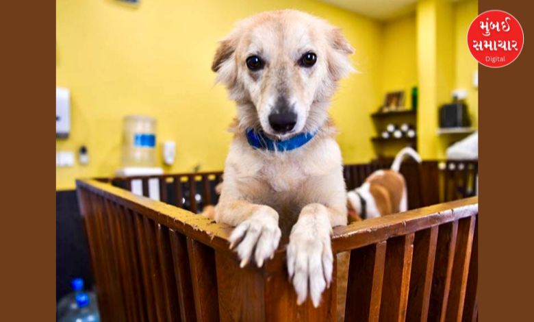 A ray of hope for Delhi's animal lovers! CJI said this regarding the removal of dogs