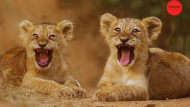 જાફરાબાદ રેન્જમાં થયું હતું 3 સિંહબાળનું મોત! પોસ્ટમોર્ટમ રિપોર્ટમાં થયો ચોંકાવનારો ખુલાસો