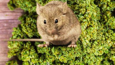 બિહારના ઉંદર માત્ર દારૂ નહીં ગાજો પણ ફૂંકે છેઃ આ અમે નહીં પોલીસ કહે છે