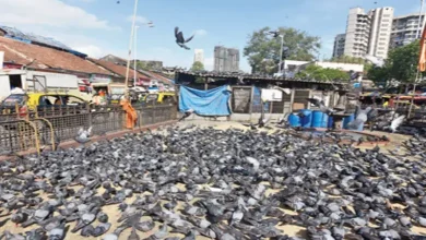 Dadar pigeon house controversy