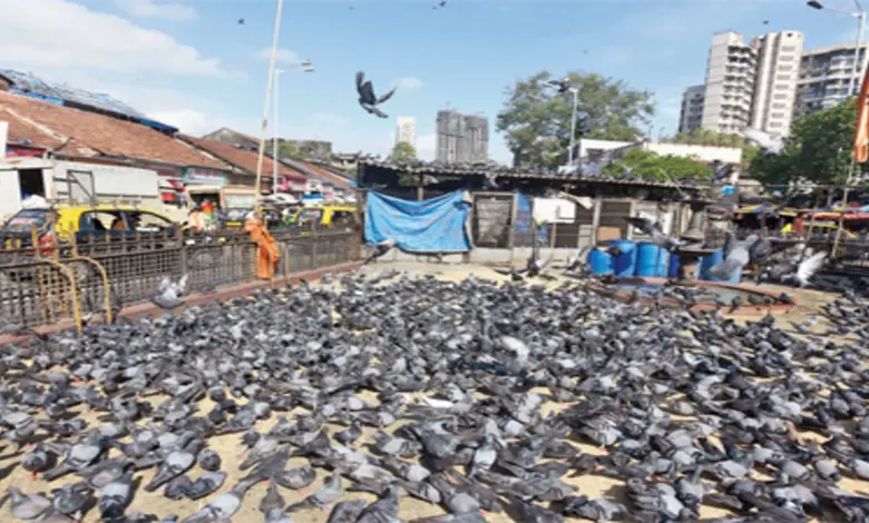 Dadar pigeon house controversy