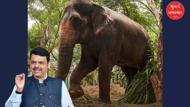 Elephant Madhuri Rehabilitation