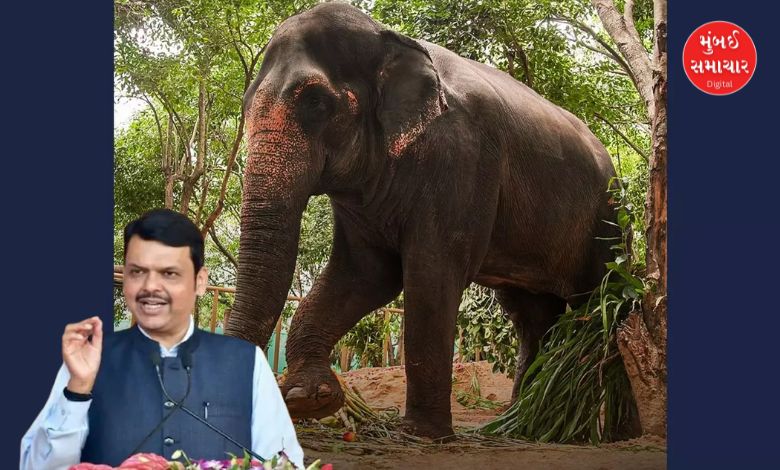Elephant Madhuri Rehabilitation