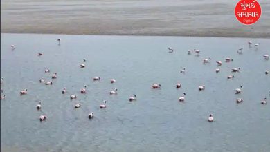 કચ્છના આ નિર્જન માર્ગ પર લોકો શા માટે વી રહ્યા છેઃ જાણો કુદરતે કરેલી કમાલ વિશે