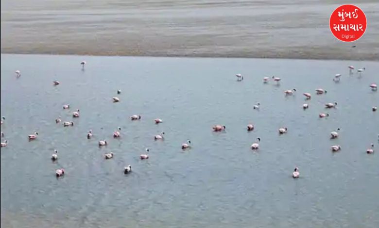 કચ્છના આ નિર્જન માર્ગ પર લોકો શા માટે વી રહ્યા છેઃ જાણો કુદરતે કરેલી કમાલ વિશે