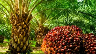 Gujarat ranks seventh in oil palm cultivation