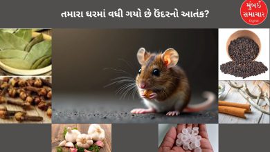 Has the terror of mice increased in your house? Try these 4 home remedies, mice will run away with their tails up