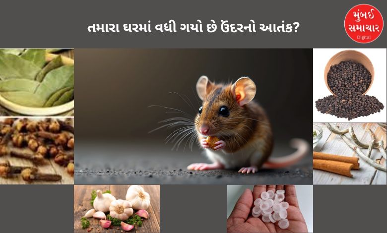 Has the terror of mice increased in your house? Try these 4 home remedies, mice will run away with their tails up