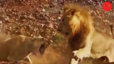 લડકીયોં સે પંગા નહીં લેનેકાઃ જંગલમાં પણ સિંહણોનું રાજ, સાવજ જેવા સાવજે ભાગવું પડ્યું, જૂઓ વીડિયો