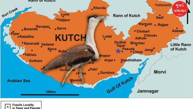 Radio collars will be installed in Ghorad, Kutch.