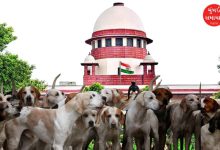 Supreme Court hearing on stray Dogs in city cattle on highway issue