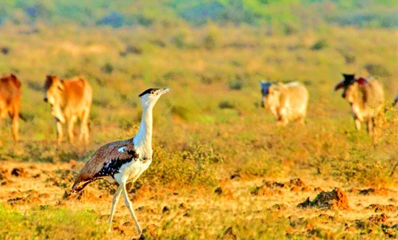 કચ્છનું રણ અને તિલોર પક્ષી,