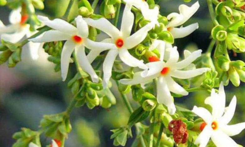 આજની ટૂંકી વાર્તા: રાતરાણીની સુગંધ