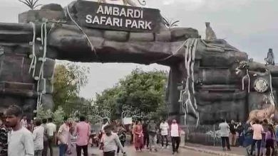 Tourists flock to Amberdi Safari Park