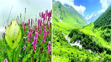 Travel Plus: Untouched Views of Nature - Valley of Flowers