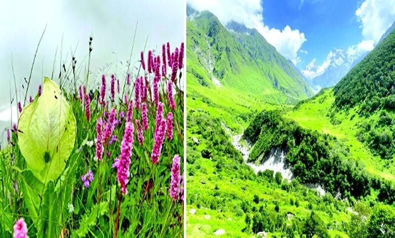 Travel Plus: Untouched Views of Nature - Valley of Flowers