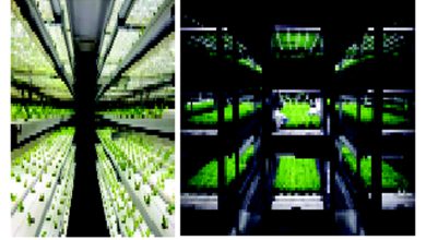 ટૅક વ્યૂહ: હાઈડ્રોફાર્મિંગ ટેકનોલોજી: ટનલની નીચે થઈ રહી છે અફલાતૂન ખેતી!