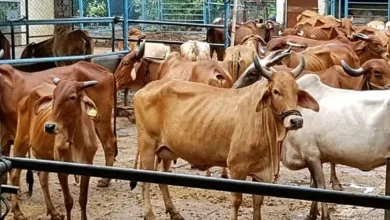 Who will become the Vice President