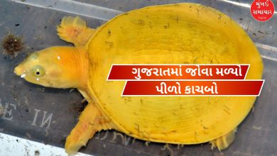 વડોદરામાં મળી આવેલ દુર્લભ પીળા રંગનો અલ્બીનો કાચબો.