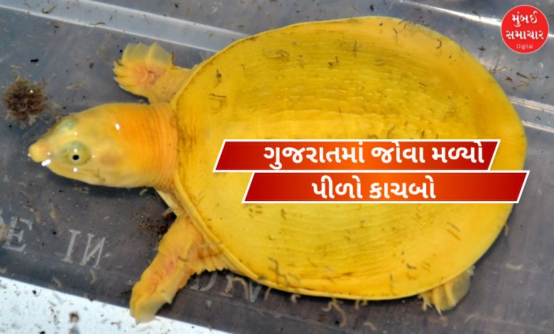 વડોદરામાં મળી આવેલ દુર્લભ પીળા રંગનો અલ્બીનો કાચબો.