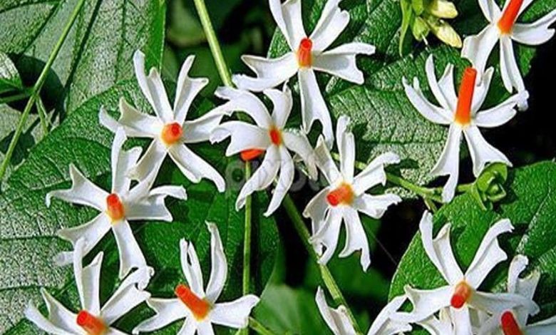 This remedy of Parijat flowers will remove financial difficulties, increase happiness and prosperity in the house