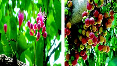 આરોગ્ય એક્સપ્રેસઃ ઔષધીય ગુણોના ભંડાર એવા ગુલરને ઓળખો...