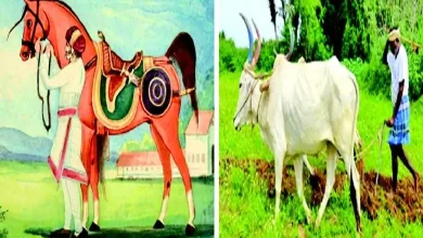 Take care of your tongue: as barren as a chittal's pasture