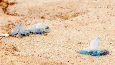 Blue Bottles Wash Up on Mumbai Beaches After Heavy Rains