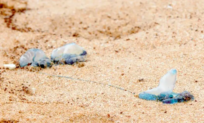 Blue Bottles Wash Up on Mumbai Beaches After Heavy Rains