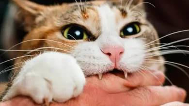 What to do if bitten by an animal like a cat, rat, monkey? Know the immediate treatment and precautionary measures