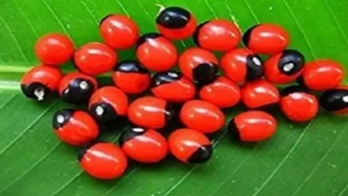 ધન પ્રાપ્તિ માટે ચણોઠીના બીજનો ઉપાય, નજર ઉતારવા માટે ચણોઠીના બીજ, રાહુ-કેતુના પ્રભાવ દૂર કરવા માટે ચણોઠીના બીજ.