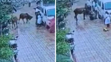 રસ્તા પર રખડતા ઢોરની સમસ્યા દર્શાવતો ફોટો.